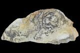 Plate Of Silurian Fossil Algae (Leveillites) - Estonia #102631-1